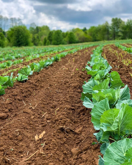Sustainable Farms: Conventional vs. Organic