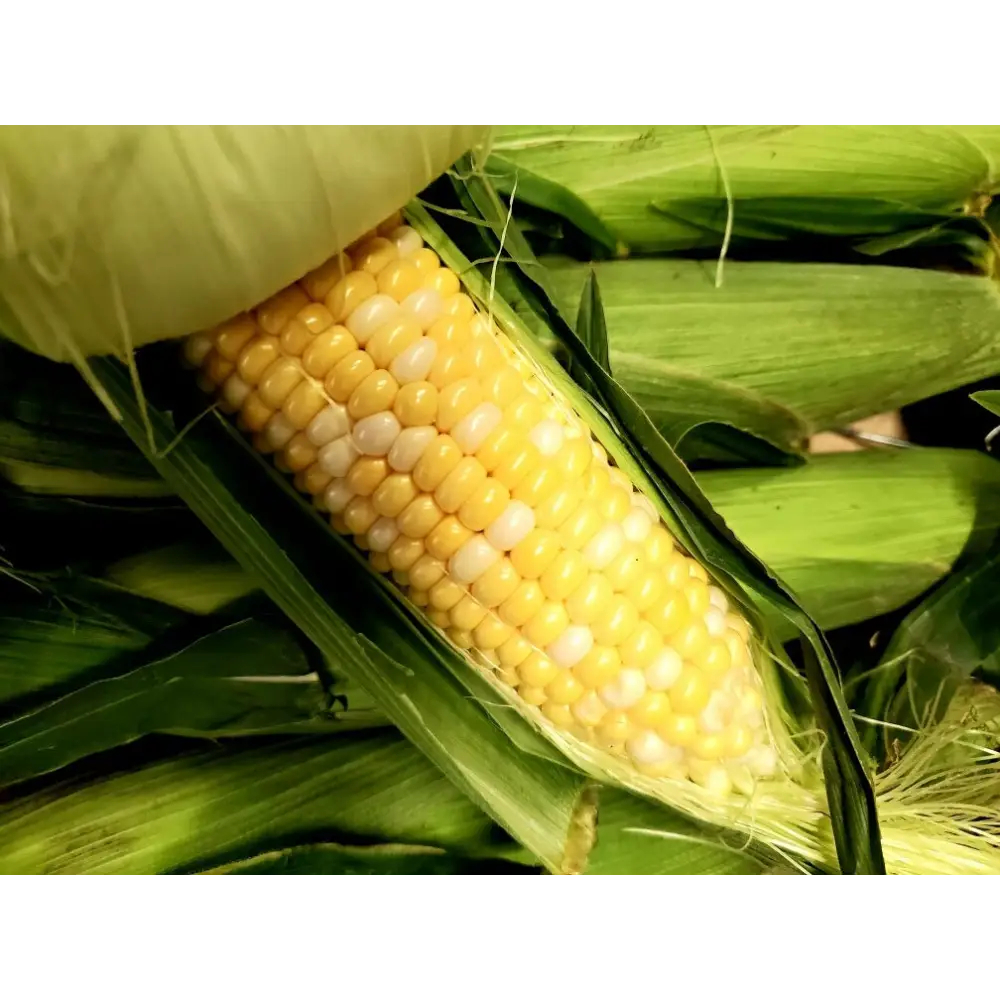 CORN- BULK 5 DOZEN