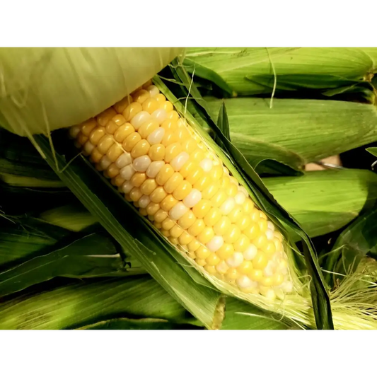 CORN- BULK 5 DOZEN