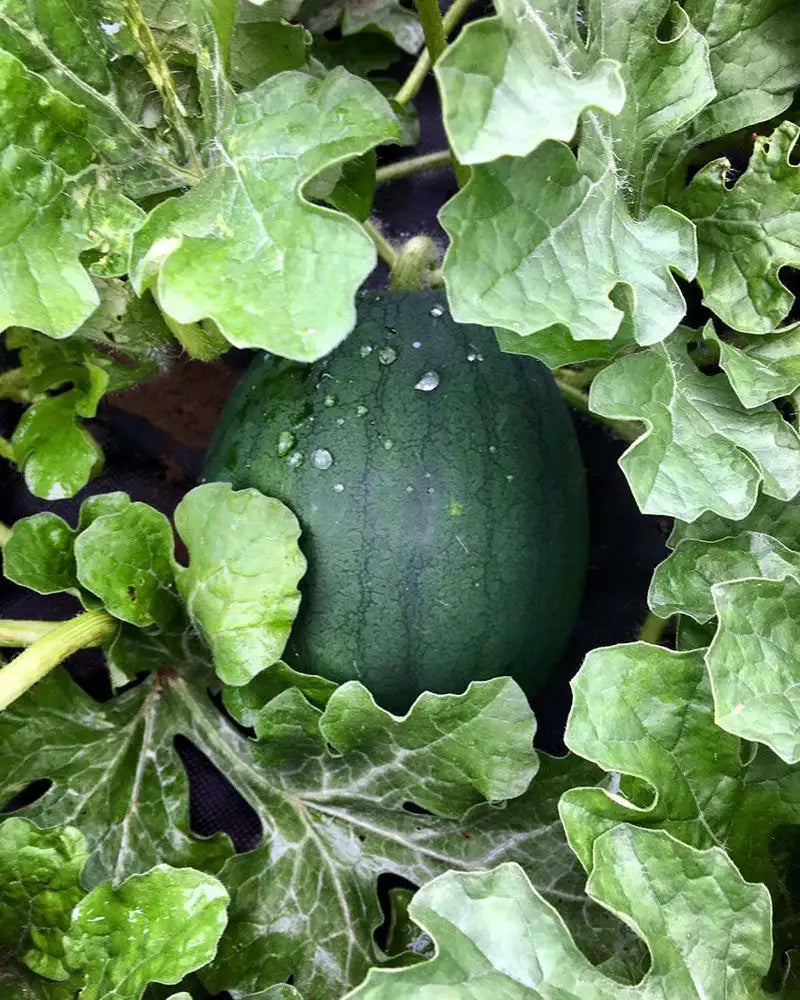 A ripe, dark green watermelon with a textured rind and dew drops resting among its leafy vines.
