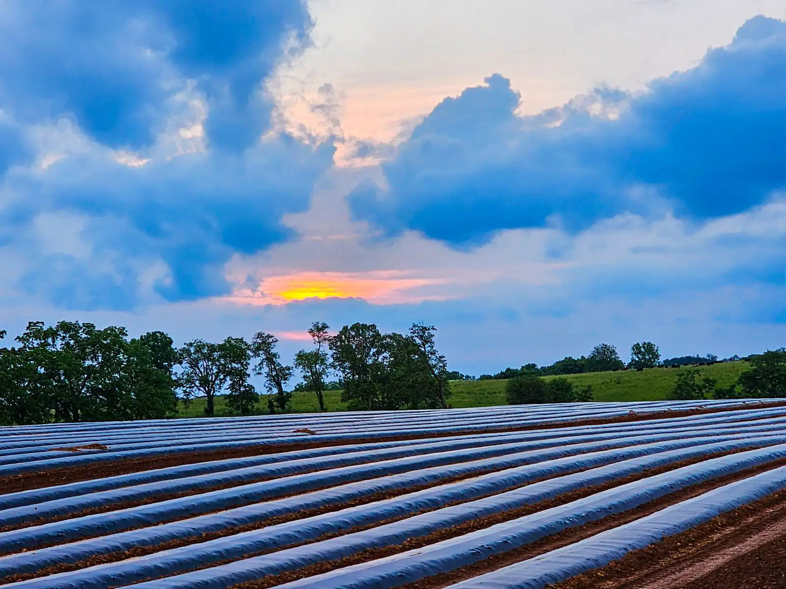 Rows of black plastic mulch cover the tilled earth in a farm field under a dramatic sky at sunset.