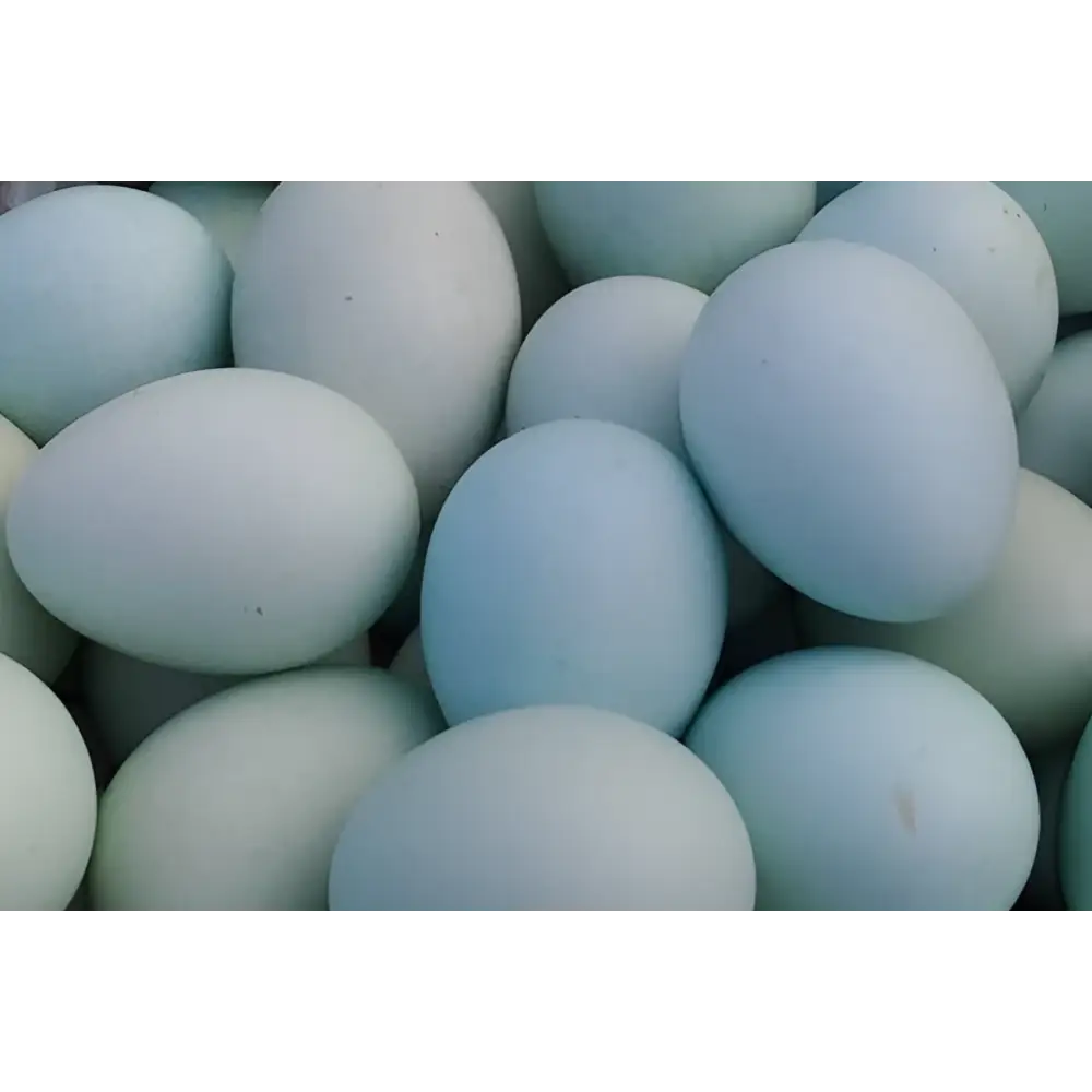 Simply Blue KY Eggs: pale blue speckled eggs from farm to table CSA