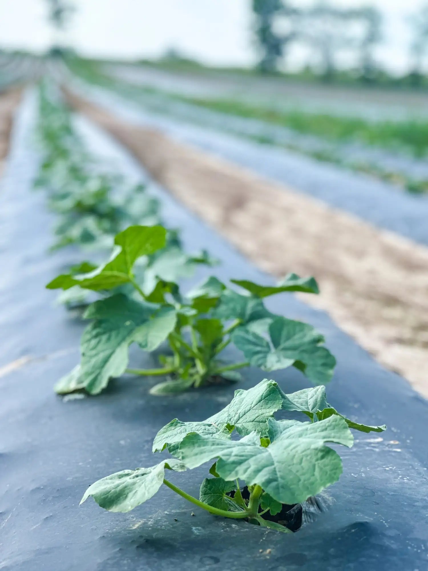 Young green watermelon plants with broad, serrated leaves growing in neat rows on a black plastic mulch film.